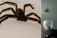 Chlápek chytal největšího pavouka na světě: Ale obluda po něm skočila