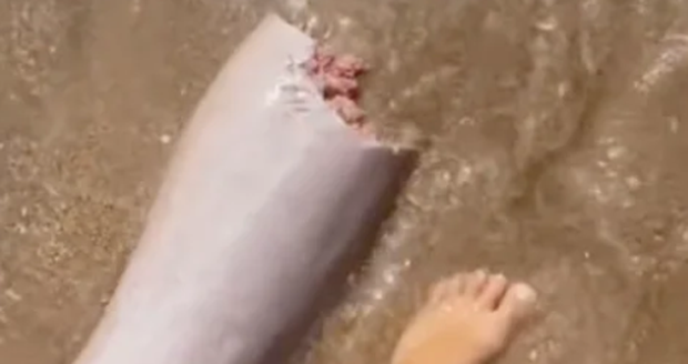 Žena našla na pláži obří velrybí penis.