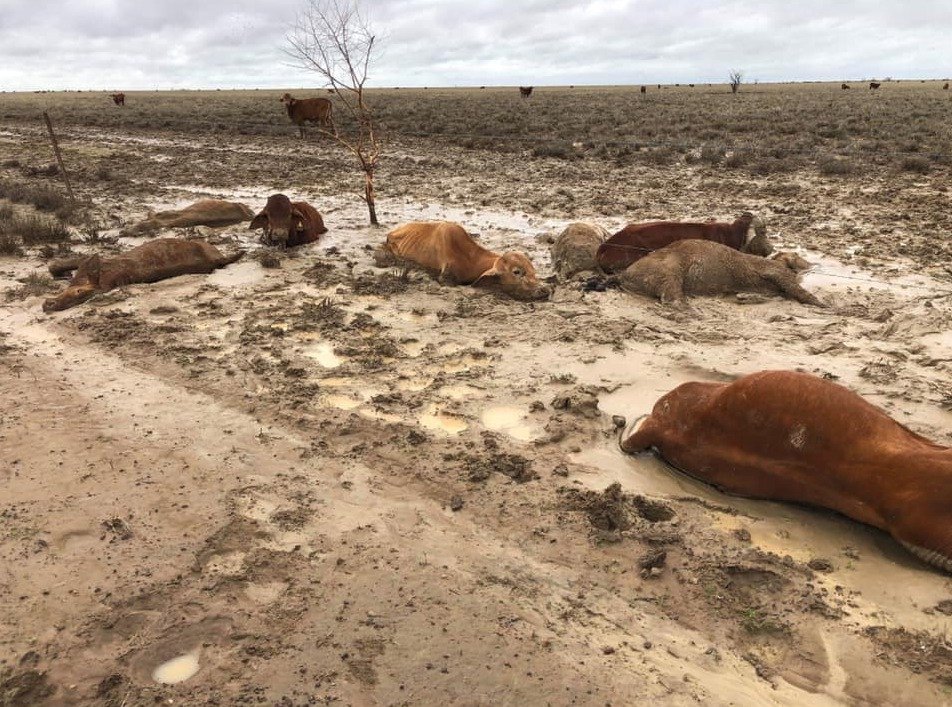 Australští farmáři při záplavách přišli o dobytek za miliardy korun.