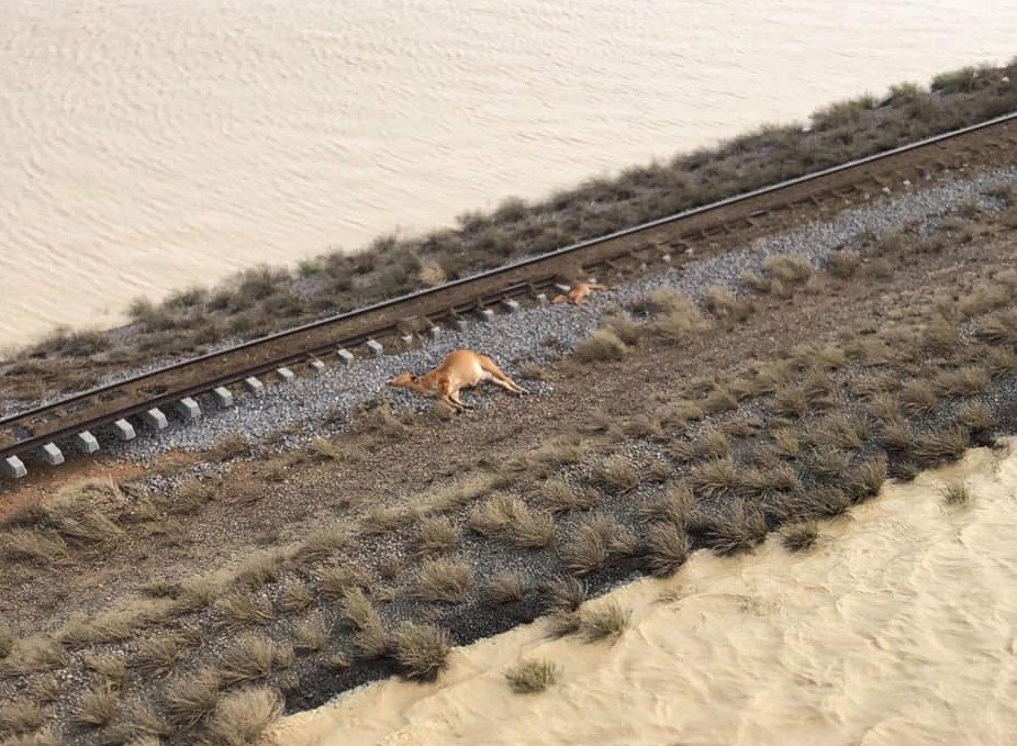 Australští farmáři při záplavách přišli o dobytek za miliardy korun.