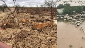 Australští farmáři při záplavách přišli o dobytek za miliardy korun.