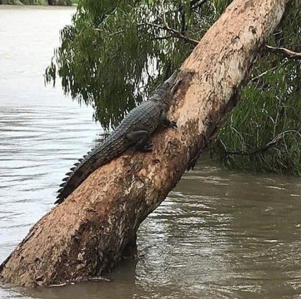 Část australského Queenslandu zasáhla stoletá povodeň. Voda vyplavila krokodýly a hady, (04.02.2019).