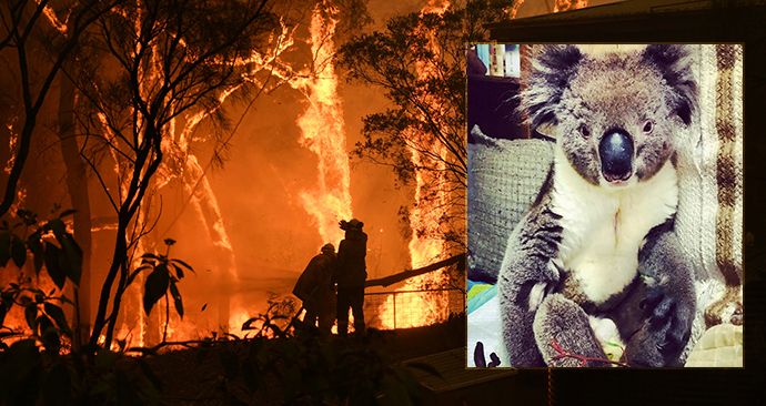Organizace Adelaide Koala Rescue přijala do své péče už přes sto popálených koal