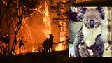 Popálené kožichy, roztavené drápy: Trpícím koalům pomáhají v provizorních nemocnicích 
