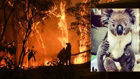 Popálené kožichy, roztavené drápy: Trpícím koalům pomáhají v provizorních nemocnicích 