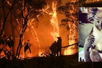 Popálené kožichy, roztavené drápy: Trpícím koalům pomáhají v provizorních nemocnicích