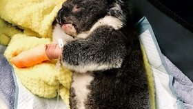 Organizace Adelaide Koala Rescue přijala již přes sto popálených koalů