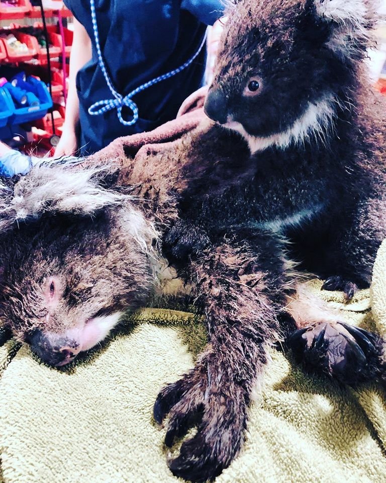 Organizace Adelaide Koala Rescue přijala již přes sto popálených koalů