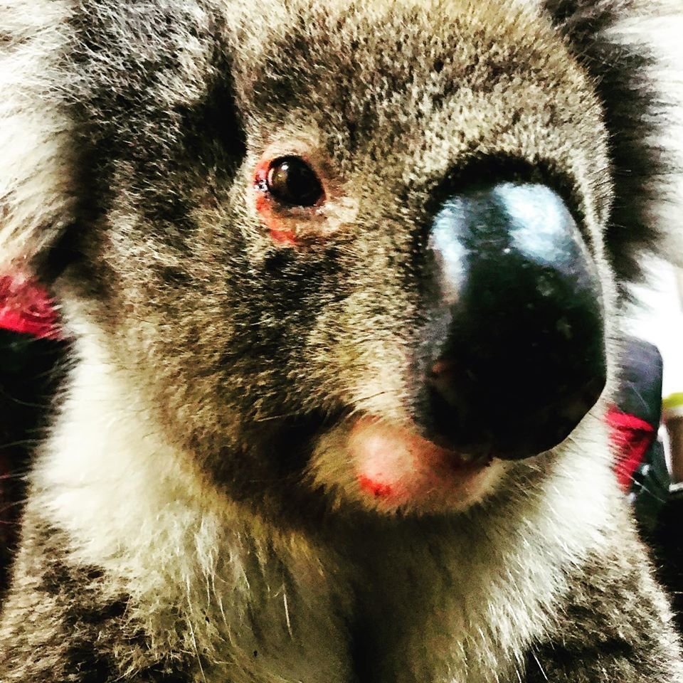 Organizace Adelaide Koala Rescue přijala již přes sto popálených koal