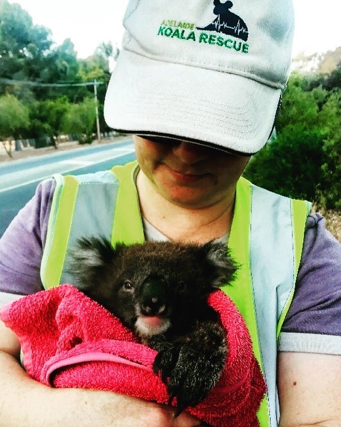 Organizace Adelaide Koala Rescue přijala již přes sto popálených koal