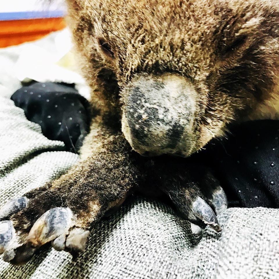 Organizace Adelaide Koala Rescue přijala již přes sto popálených koal.