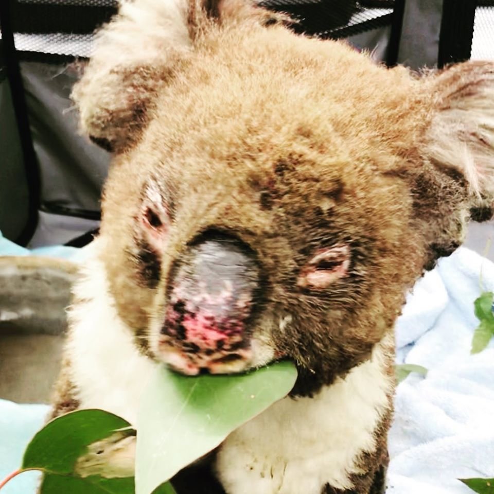 Organizace Adelaide Koala Rescue přijala již přes sto popálených koalů