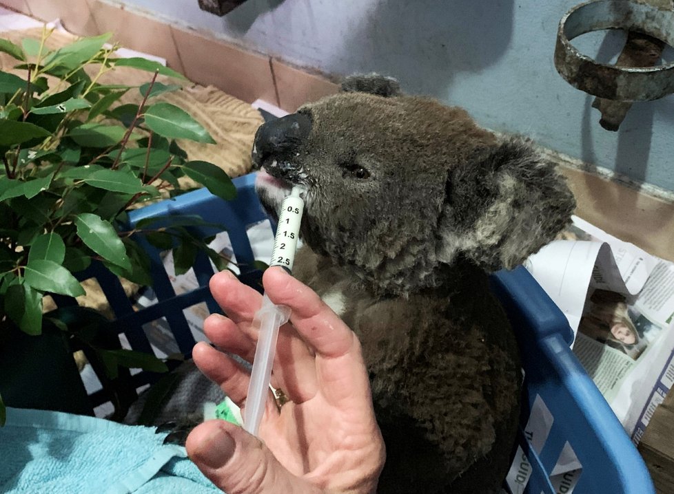 Popálený koala v péči záchranářů.