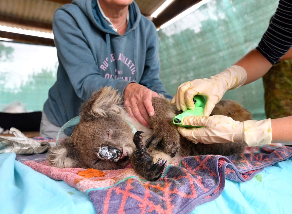 Veterináři pečují o popálené koaly.