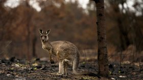 Klokanovi v australském požáru ohořely přední končetiny.