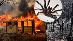 Další rána pro Austrálii? Po požárech a záplavách vědci varují před jedovatými pavouky.