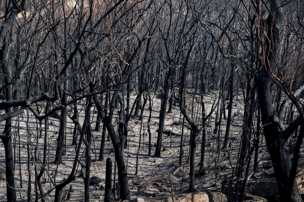 Australané dál bojují s mohutnými požáry, (23. 1. 2020).