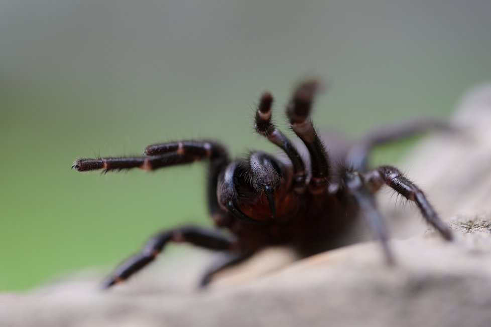 Experti varovali před výskytem nebezpečného australského pavouka.