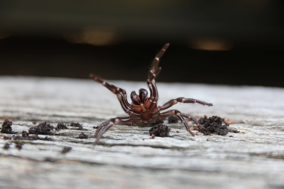 Experti varovali před výskytem nebezpečného australského pavouka.