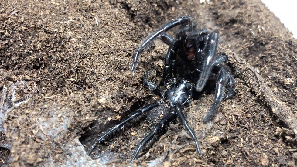 Experti varovali před výskytem nebezpečného australského pavouka.