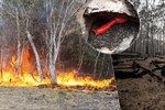 Unikátní slimák růžový přežil rozsáhlé požáry.