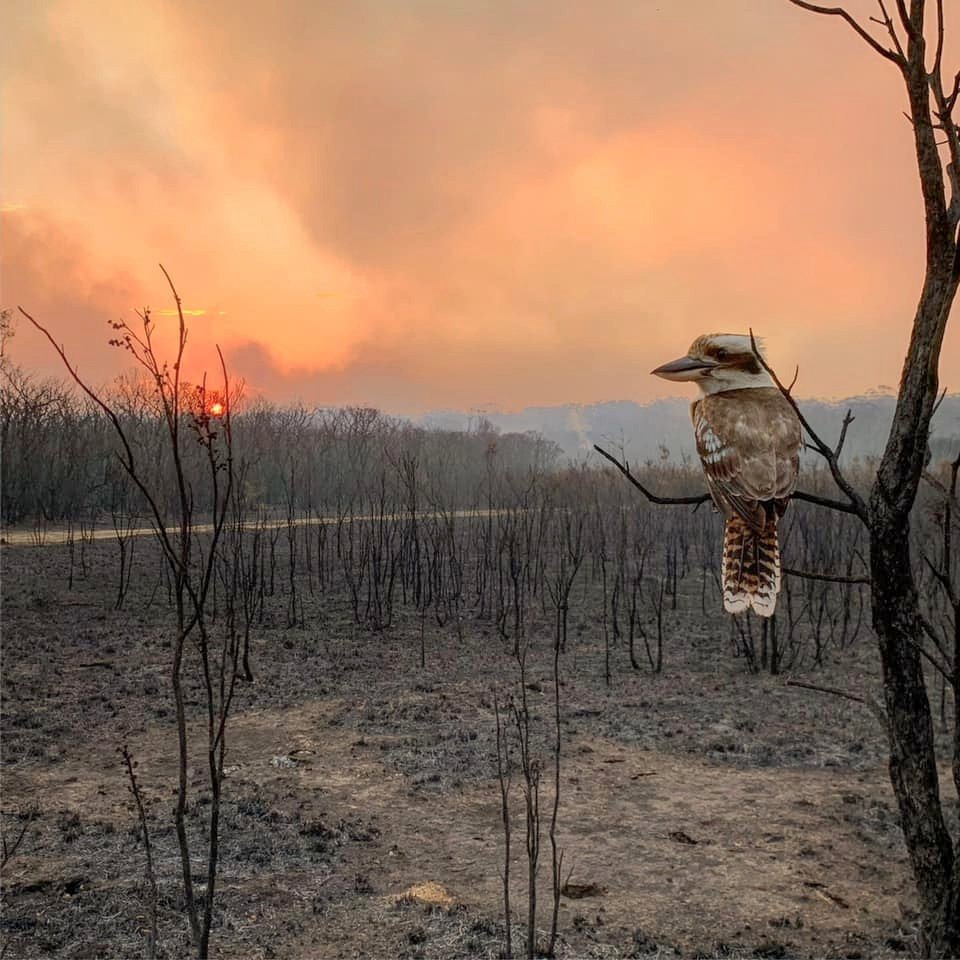 Australané dál bojují s rozsáhlými požáry (13.11.2019).