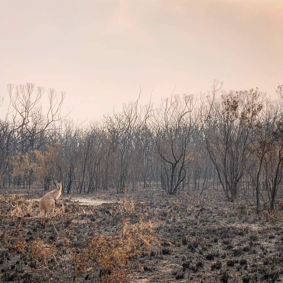 Australané dál bojují s rozsáhlými požáry (13. 11. 2019).