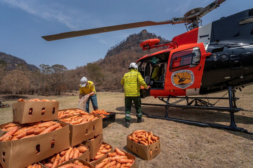 Australské úřady vozí klokanům do spálených oblastí jídlo letecky.