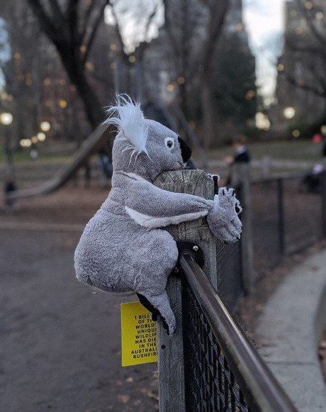 Charitativní počin na pomoc koalům v New Yorku