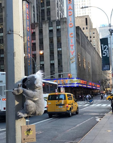 Charitativní počin na pomoc koalům v New Yorku