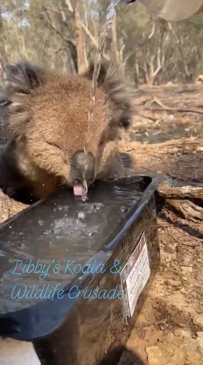 Koalům je lepší vodu nalít do misky, pití z láhve je pro ně nebezpečné.