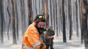 Australské požáry se nejhůře podepsaly na koalech.
