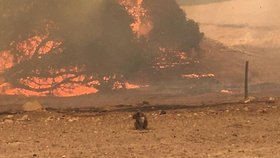 Australské požáry se nejhůře podepsaly na koalech.