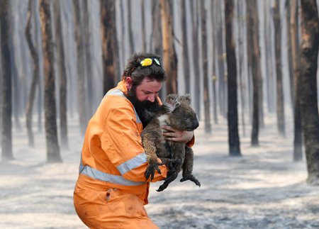 Zkáza na Klokaním ostrově. Po požáru zde zůstaly ohořelý mrtvoly zvířat i zbytky vegetace (7.1. 2019)