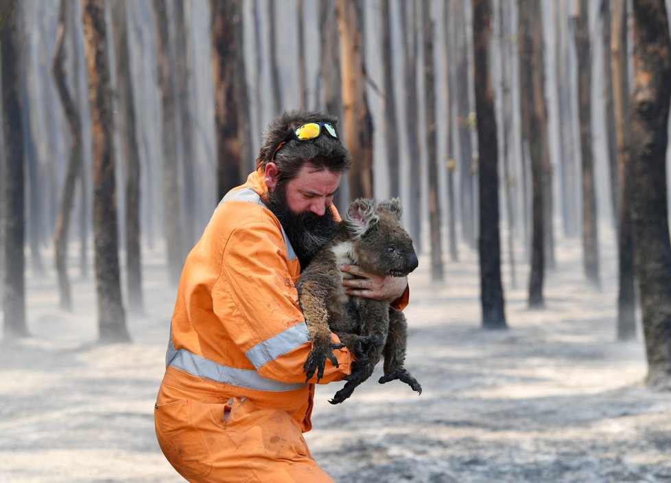 Zkáza na Klokaním ostrově. Po požáru zde zůstaly ohořelé mrtvoly zvířat i zbytky vegetace (7.1. 2019).
