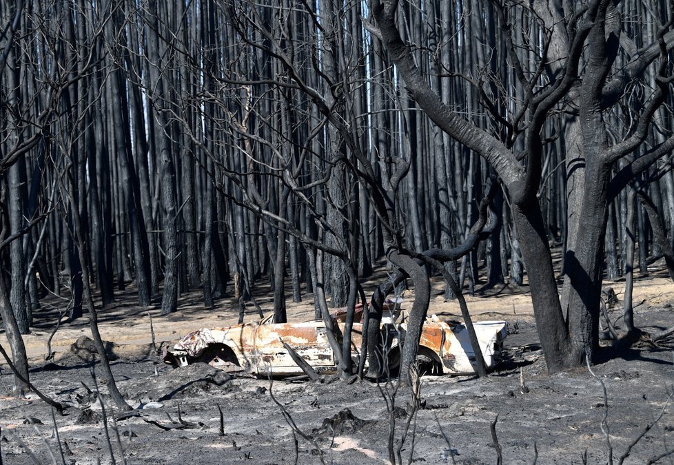 Zkáza na Klokaním ostrově. Po požáru zde zůstaly ohořelý mrtvoly zvířat i zbytky vegetace (7.1. 2019)