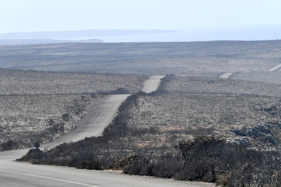 Zkáza na Klokaním ostrově. Po požáru zde zůstaly ohořelý mrtvoly zvířat i zbytky vegetace (7.1. 2019)