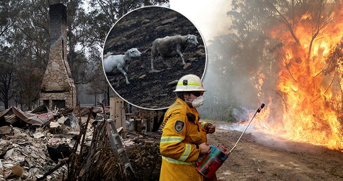 Vystrašená zvířata mezi ohořelými troskami. Mohou požáry v Austrálii ovlivnit počasí i v Evropě?