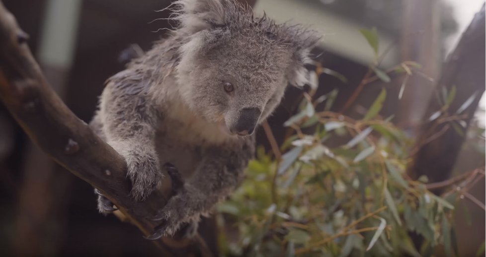 I koaly se radují z dešťů, které přišly po vyčerpávajících a devastujících požárech v Austrálii