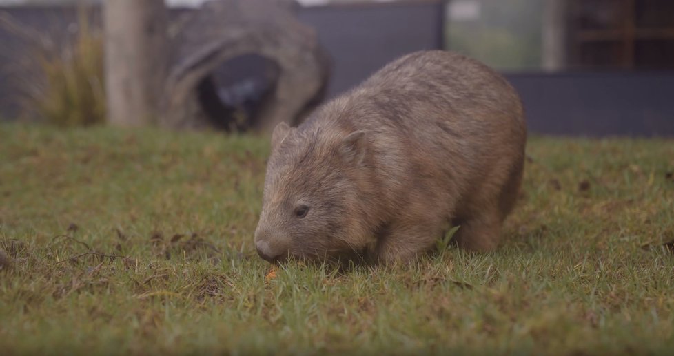 Vombat, který přijímá potravu po děštích, které přišly po vyčerpávajících a devastujících požárech v Austrálii