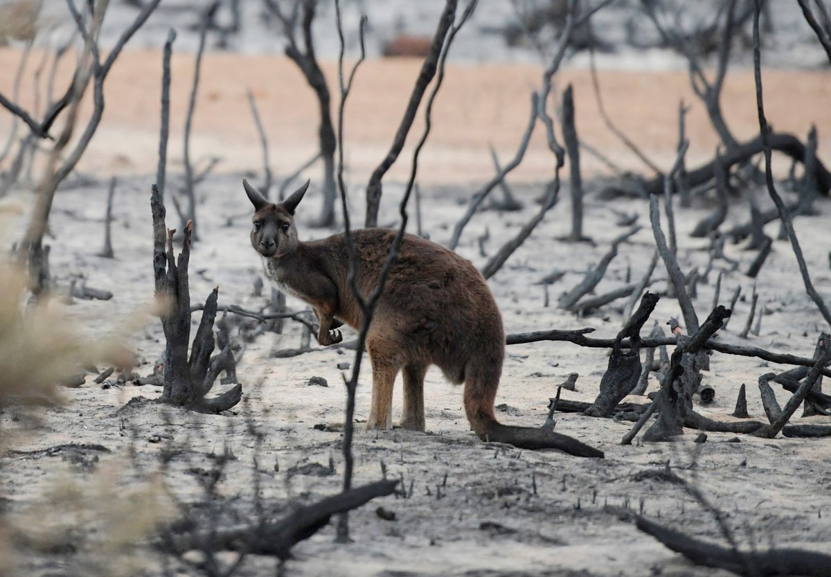 Zraněná zvířata během požárů v Austrálii (19. 1. 2020)