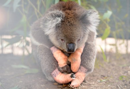 Zraněný koala požárů v Austrálii (19. 1. 2020)