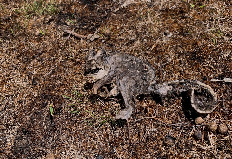 Ohořená mrtvola zvířete, které zahynulo vlivem požárů v Austrálii (21. 1. 2020)