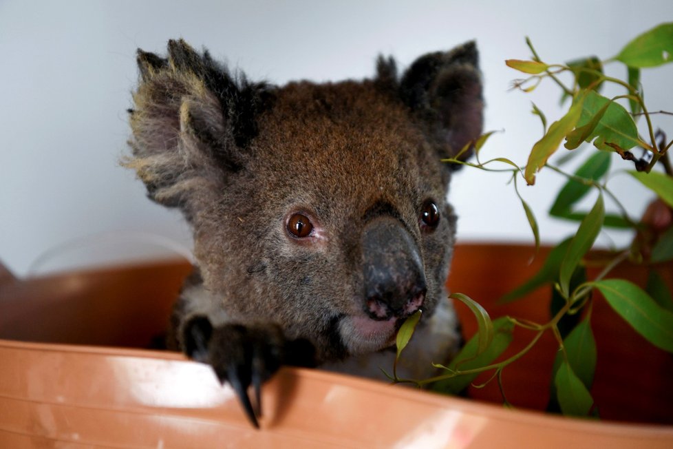 Zraněná zvířata během požárů v Austrálii (19. 1. 2020)