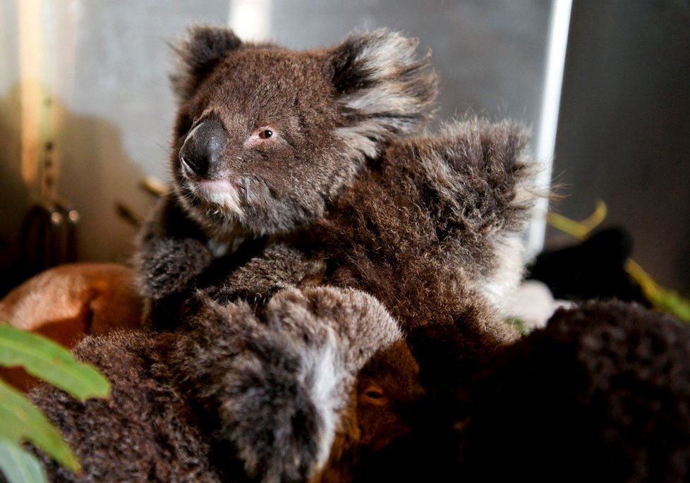 Zraněná zvířata během požárů v Austrálii (19. 1. 2020)