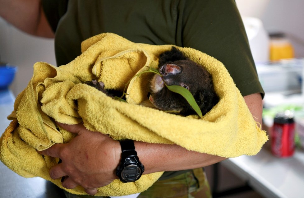 Péče veterinářů o zvířata zraněná během požárů v Austrálii (19. 1. 2020)