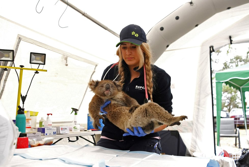 Péče veterinářů o zvířata zraněná během požárů v Austrálii (19. 1. 2020)