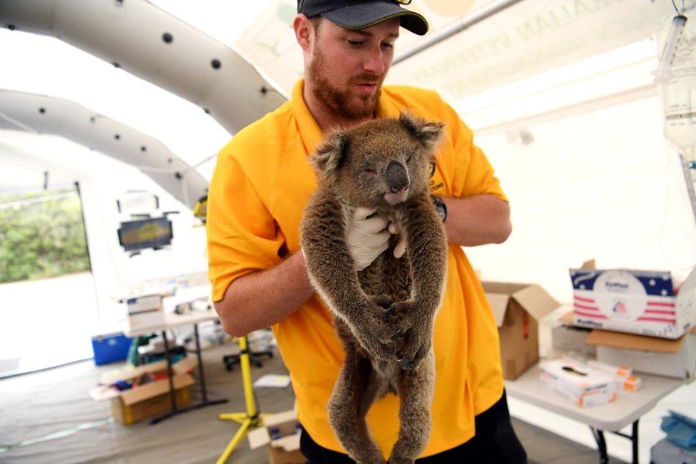 Péče veterinářů o zvířata zraněná během požárů v Austrálii (19. 1. 2020)