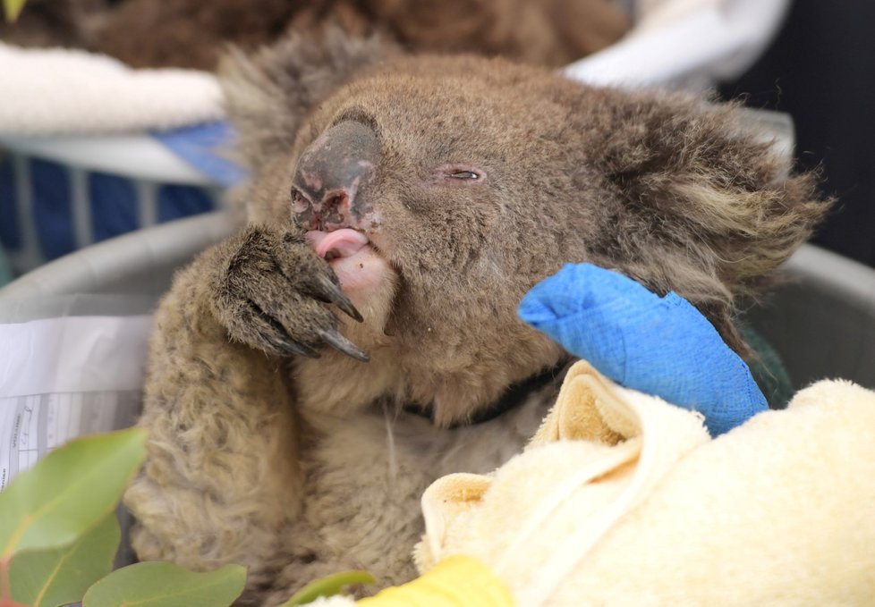 Péče veterinářů o zvířata zraněná během požárů v Austrálii (19. 1. 2020)