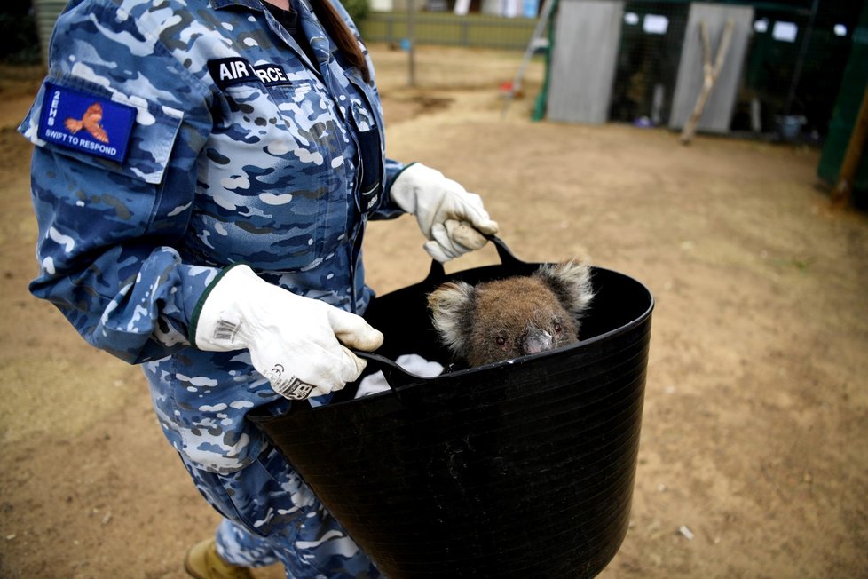 Péče veterinářů o zvířata zraněná během požárů v Austrálii (19. 1. 2020)